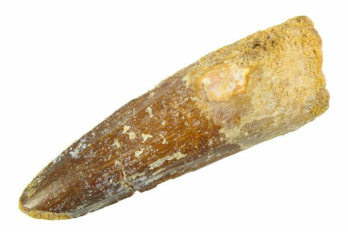 Fossil Spinosaurus Tooth - Real Dinosaur Tooth #354732